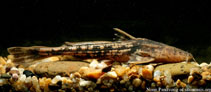 Image of Acrochordonichthys gyrinus (Falcate chameleon catfish)