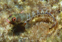 To FishBase images (<i>Acanthemblemaria hancocki</i>, Panama, by Robertson, R.)