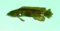 To FishBase images (<i>Acanthoplesiops hiatti</i>, Japan, by Randall, J.E.)