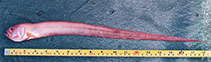 To FishBase images (<i>Acanthocepola indica</i>, Bangladesh, by Hasan, M.E.)