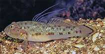 To FishBase images (<i>Acentrogobius janthinopterus</i>, Indonesia, by Allen, G.R.)