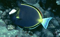 To FishBase images (<i>Acanthurus japonicus</i>, Japan, by Randall, J.E.)