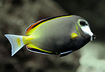 Image of Acanthurus japonicus (Japan surgeonfish)