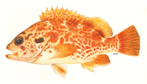 To FishBase images (<i>Acanthistius joanae</i>, South Africa, by Heemstra, P.C.)