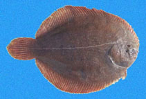 To FishBase images (<i>Achirus klunzingeri</i>, El Salvador, by Robertson, R.)