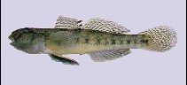To FishBase images (<i>Acanthogobius lactipes</i>, Korea (South), by Kim, I.-S.)