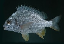 To FishBase images (<i>Acanthopagrus arabicus</i>, Oman, by Randall, J.E.)