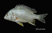 To FishBase images (<i>Acanthopagrus longispinnis</i>, India, by Sen, S.K.)