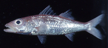 To FishBase images (<i>Acropoma lecorneti</i>, New Caledonia, by Yamanoue, Y.)