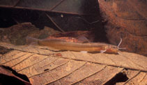 To FishBase images (<i>Acentronichthys leptos</i>, Brazil, by Sazima, I.)