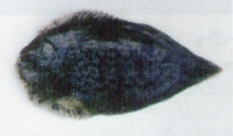 Image of Achiroides leucorhynchos 