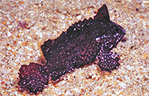 Image of Acanthosphex leurynnis (Wasp-spine velvetfish)