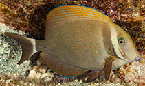 To FishBase images (<i>Acanthurus leucopareius</i>, Hawaii, by Malaer, P.)