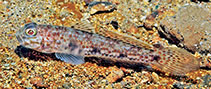 To FishBase images (<i>Acentrogobius limarius</i>, Indonesia, by Allen, G.R.)