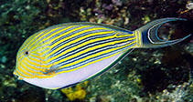 To FishBase images (<i>Acanthurus lineatus</i>, Indonesia, by Greenfield, J.)