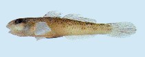 To FishBase images (<i>Acanthogobius luridus</i>, Korea (South), by Kim, I.-S.)