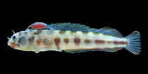 To FishBase images (<i>Acanthemblemaria macrospilus</i>, by Robertson, R.)
