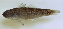 To FishBase images (<i>Amoya madraspatensis</i>, Philippines, by Murdy, E.O./Ferraris, C.J., Jr.)