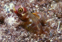To FishBase images (<i>Acanthemblemaria mangognatha</i>, by Allen, G.R.)