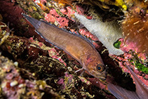 To FishBase images (<i>Acanthoclinus marilynae</i>, New Zealand, by Caiger, P.)