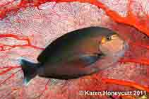 To FishBase images (<i>Acanthurus mata</i>, Papua New Guinea, by Honeycutt, K.)