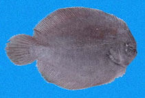 To FishBase images (<i>Achirus mazatlanus</i>, Panama, by Robertson, R.)