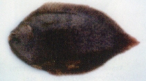 To FishBase images (<i>Achiroides melanorhynchus</i>, Laos, by Baird,  I.G.)