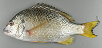 To FishBase images (<i>Acanthopagrus morrisoni</i>, Australia, by Australian Museum)