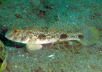 To FishBase images (<i>Acentrogobius nebulosus</i>, Indonesia, by Ryanskiy, A.)