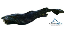 Image of Aculeola nigra (Hooktooth dogfish)