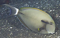 Image of Acanthurus nigricauda (Epaulette surgeonfish)