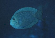 To FishBase images (<i>Acanthurus nubilus</i>, Indonesia, by Randall, J.E.)
