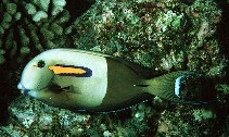 To FishBase images (<i>Acanthurus olivaceus</i>, Hawaii, by Randall, J.E.)