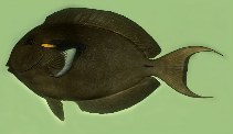 To FishBase images (<i>Acanthurus reversus</i>, Marquesas Is., by Randall, J.E.)