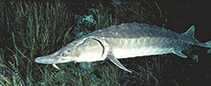 To FishBase images (<i>Acipenser oxyrinchus desotoi</i>, USA, by Burkhead, N.)