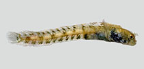 To FishBase images (<i>Acanthemblemaria paula</i>, by Baldwin, C.C.)
