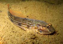 To FishBase images (<i>Acentrogobius pflaumii</i>, Australia, by Maddern, M.)