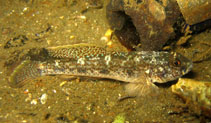 To FishBase images (<i>Favonigobius punctatus</i>, Australia, by Maddern, M.)