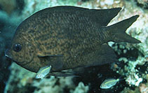 To FishBase images (<i>Acanthochromis polyacanthus</i>, Indonesia, by Randall, J.E.)