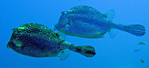 To FishBase images (<i>Acanthostracion polygonius</i>, by NOAA\NMFS\Mississippi Laboratory)