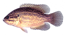 Image of Acantharchus pomotis (Mud sunfish)