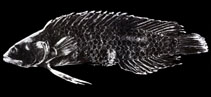 To FishBase images (<i>Acanthoplesiops psilogaster</i>, Chinese Taipei, by The Fish Database of Taiwan)