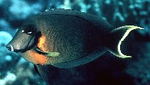 Image of Acanthurus pyroferus (Chocolate surgeonfish)