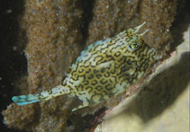 To FishBase images (<i>Acanthostracion quadricornis</i>, St Vincent Gren., by Pialek, L.)
