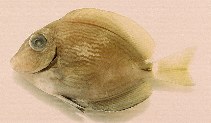 To FishBase images (<i>Acanthurus randalli</i>, USA, by O'Donnell, P.)