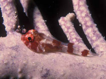 To FishBase images (<i>Acyrtus rubiginosus</i>, Belize, by Burek, Joyce/Frank)