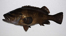 To FishBase images (<i>Acanthistius serratus</i>, Australia, by Dowling, C.)