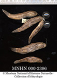 To FishBase images (<i>Acentrogobius simplex</i>, Tanzania, by MNHN)