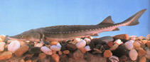 Image of Acipenser sinensis (Chinese sturgeon)