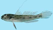 To FishBase images (<i>Acentrogobius suluensis</i>, Palau, by Winterbottom, R.)